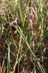 Bristleleaf chaffhead